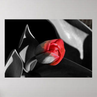 Affiche Tulipe de nouveau-né rouge