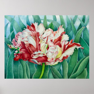 Affiche Tulipe de perroquet