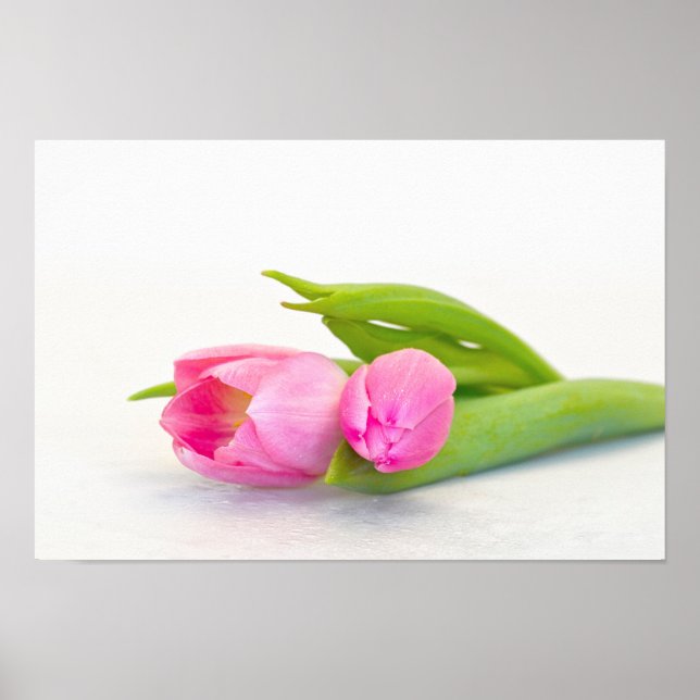 Affiche Tulipe de printemps (Devant)