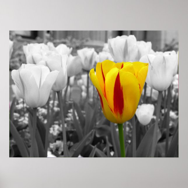Affiche Tulipe de secours (Devant)