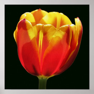 Affiche Tulipe Fleur Orange Jaune Feu de près