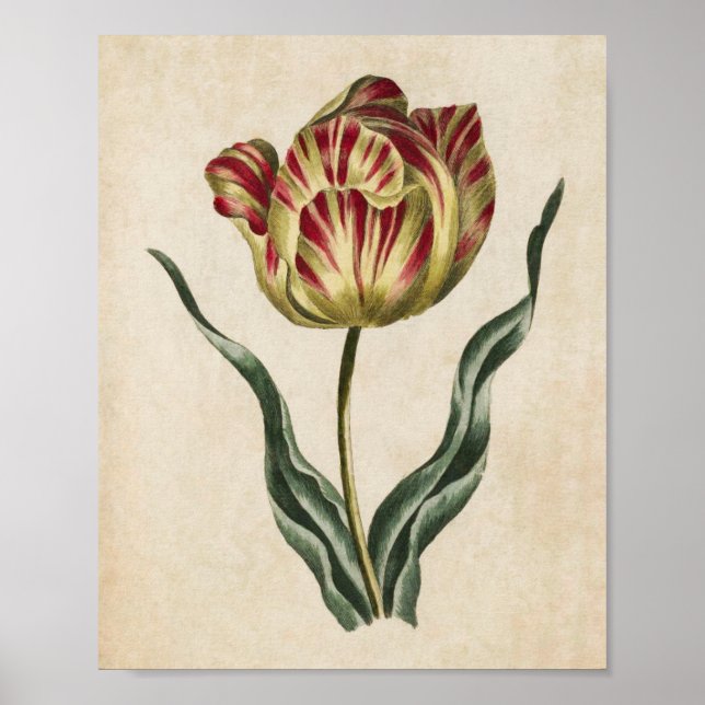 Affiche Tulipe florale vintage Imprimer (Devant)