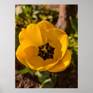 Affiche Tulipe jaune macro printemps