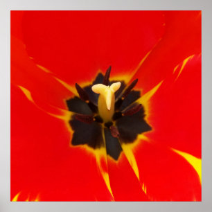 Affiche tulipe jaune rouge