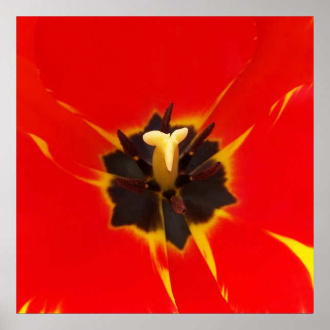 Affiche tulipe jaune rouge (Devant)