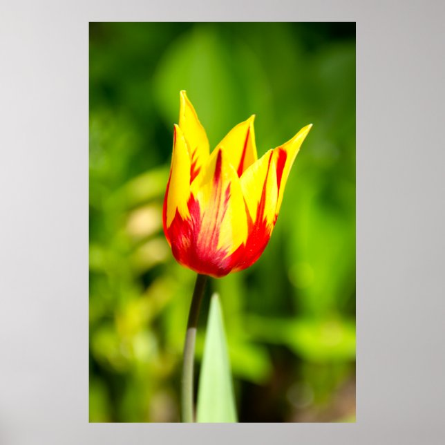 Affiche Tulipe jaune vif (Devant)