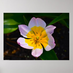 Affiche Tulipe Lilac Wonder,