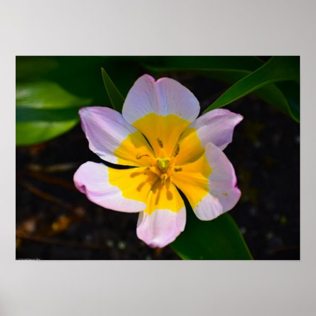 Affiche Tulipe Lilac Wonder, (Devant)