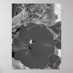 Affiche Tulipe noire et blanche