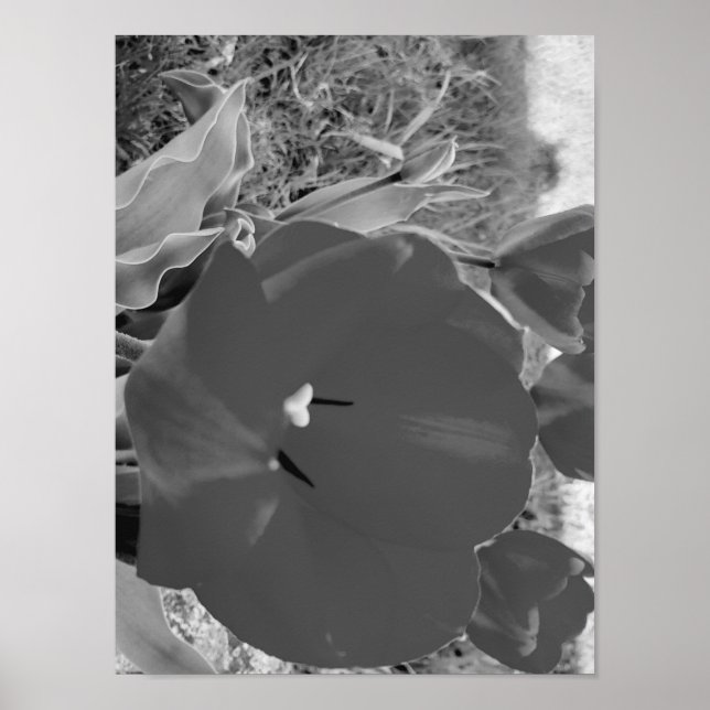 Affiche Tulipe noire et blanche (Devant)