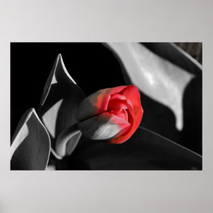 Affiche Tulipe nouveau-née rouge