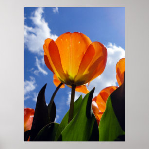 Affiche Tulipe orange, Ciel bleu