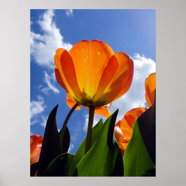 Affiche Tulipe orange, Ciel bleu (Devant)