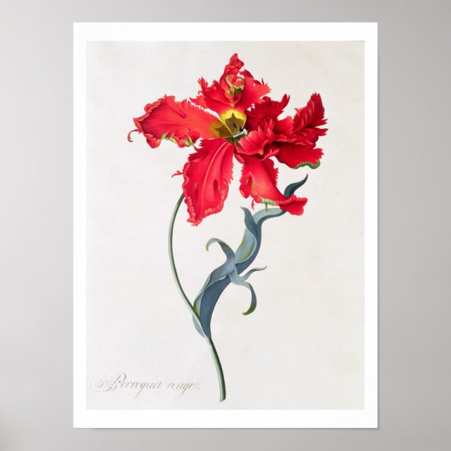 Affiche Tulipe : Perroquet Rouge (Devant)