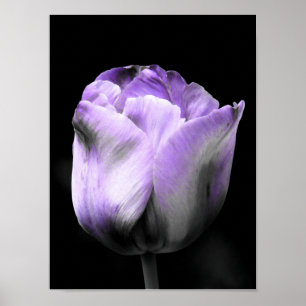 Affiche Tulipe pourpre et en niveaux de gris