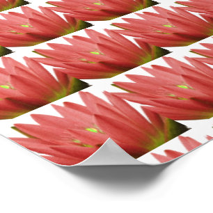 Affiche Tulipe rose