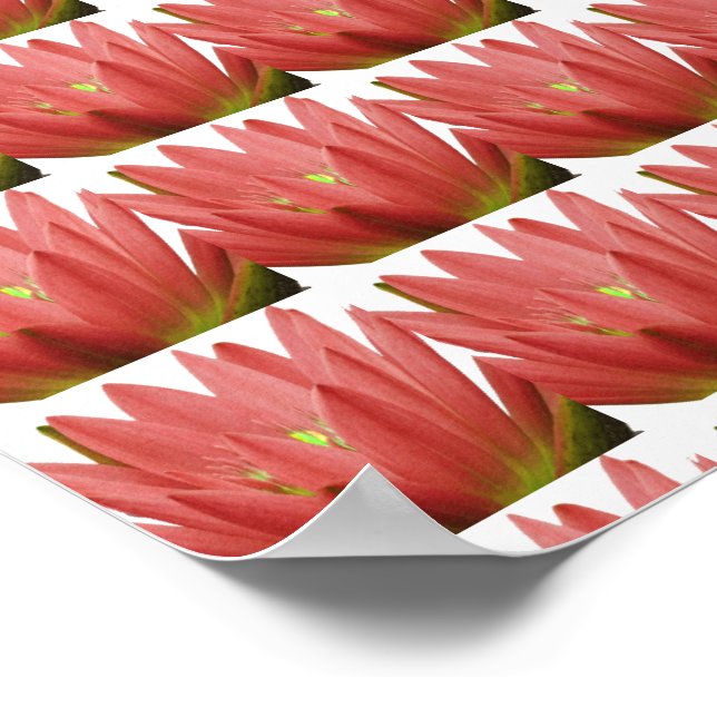Affiche Tulipe rose (Coin)