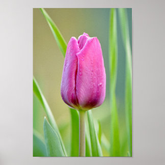Affiche Tulipe rose