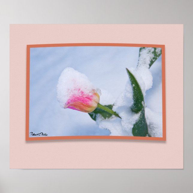 Affiche Tulipe rose couverte de neige (Devant)