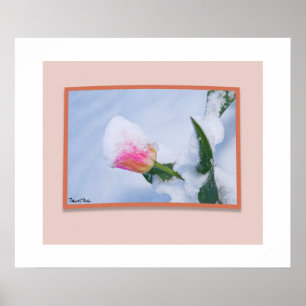 Affiche Tulipe rose couverte de neige