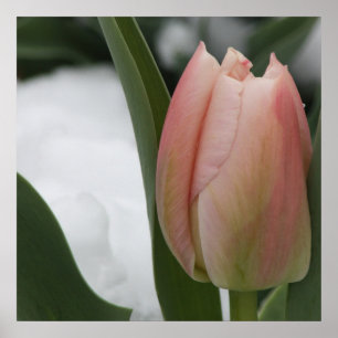 Affiche Tulipe rose en neige