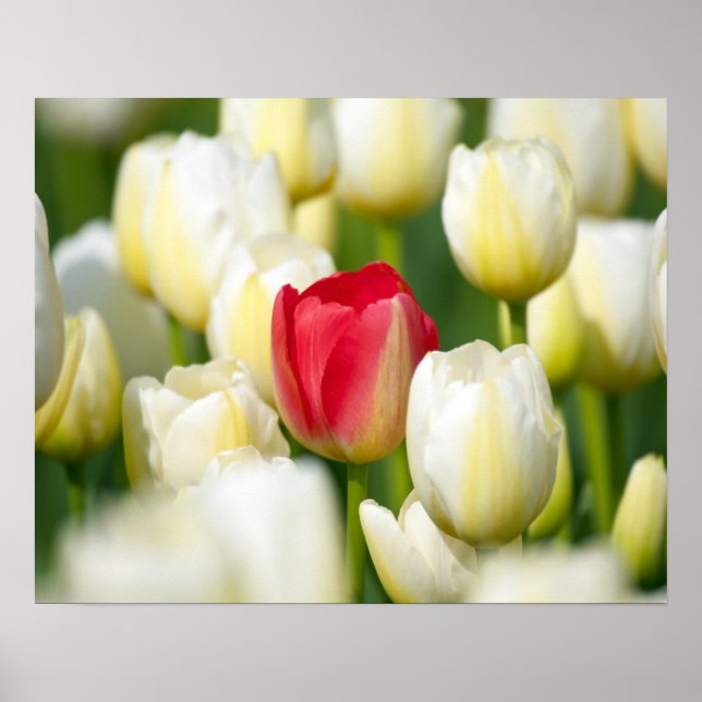 Affiche Tulipe rouge dans un champ de tulipes blanches (Devant)