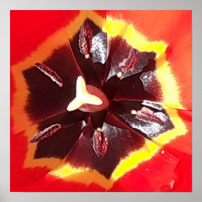 Affiche Tulipe rouge écarlate (Devant)