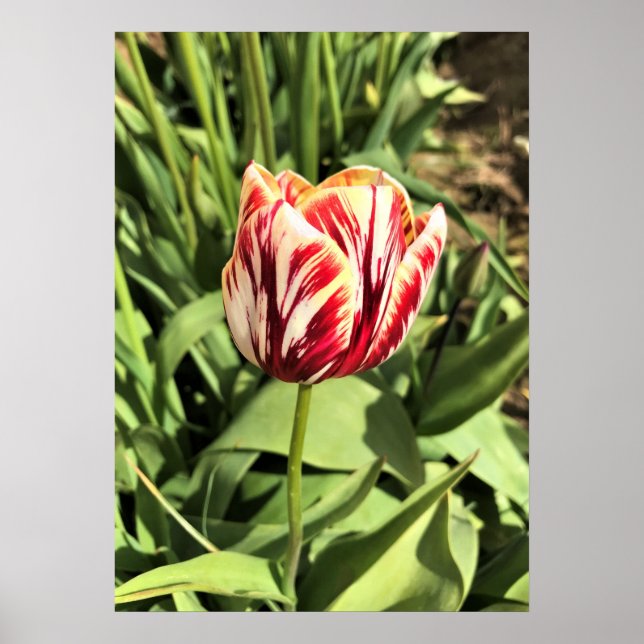 Affiche Tulipe rouge et blanche (Devant)