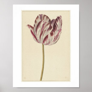 Affiche Tulipe rouge et blanche (1700 - 1800) par anonyme
