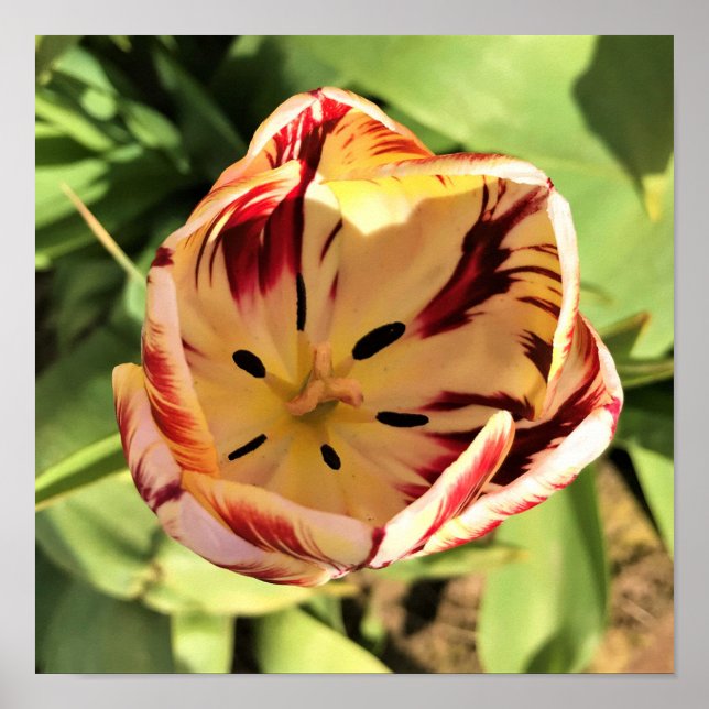Affiche Tulipe rouge et blanche à l'intérieur (Devant)