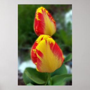 Affiche tulipe rouge jaune