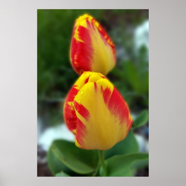 Affiche tulipe rouge jaune (Devant)
