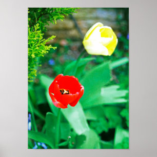 Affiche Tulipes