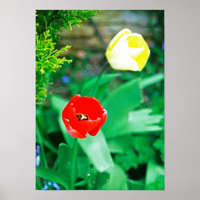Affiche Tulipes (Devant)