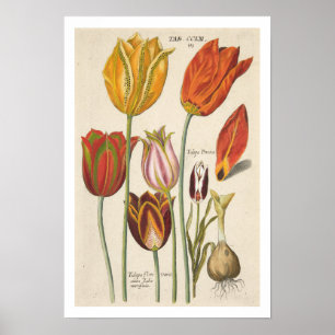 Affiche Tulipes