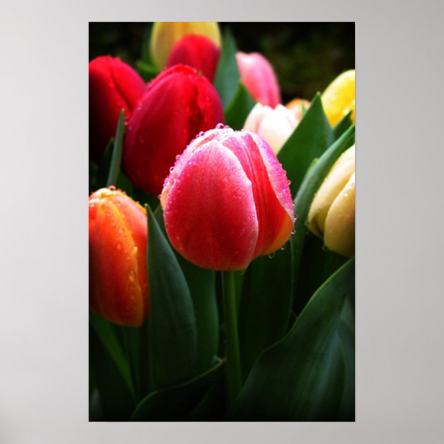 Affiche Tulipes (Devant)
