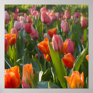 Affiche Tulipes