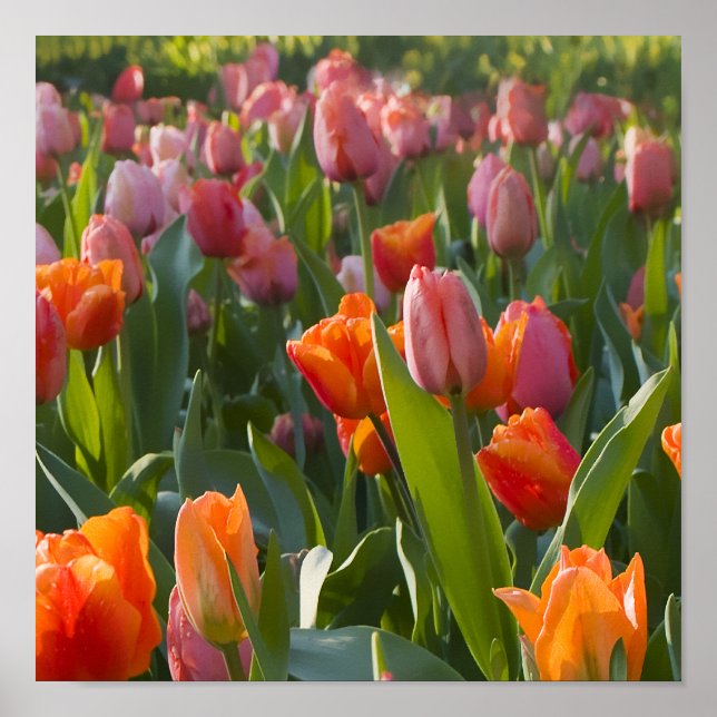 Affiche Tulipes (Devant)