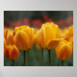 Affiche Tulipes 2