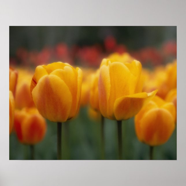 Affiche Tulipes 2 (Devant)