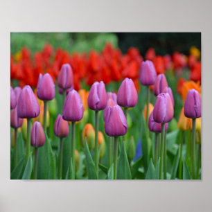 Affiche Tulipes à ressort pourpre