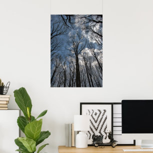 Affiche Tulipes Arbres Liriodendrons Ciel Bleu Nuageux