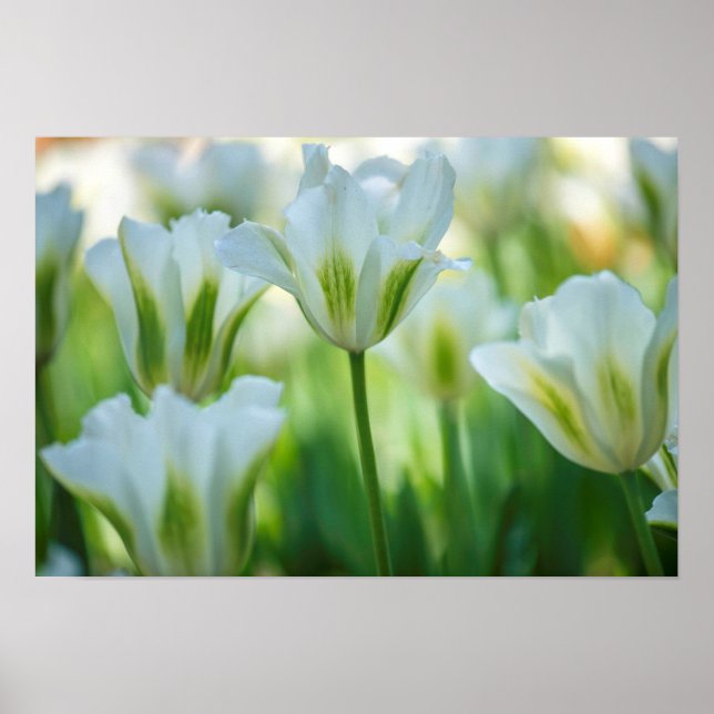 Affiche Tulipes blanches (Devant)