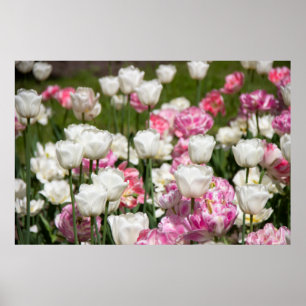 Affiche Tulipes blanches et roses brillantes par jour enso