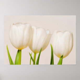 Affiche Tulipes blanches sur fond blanc,