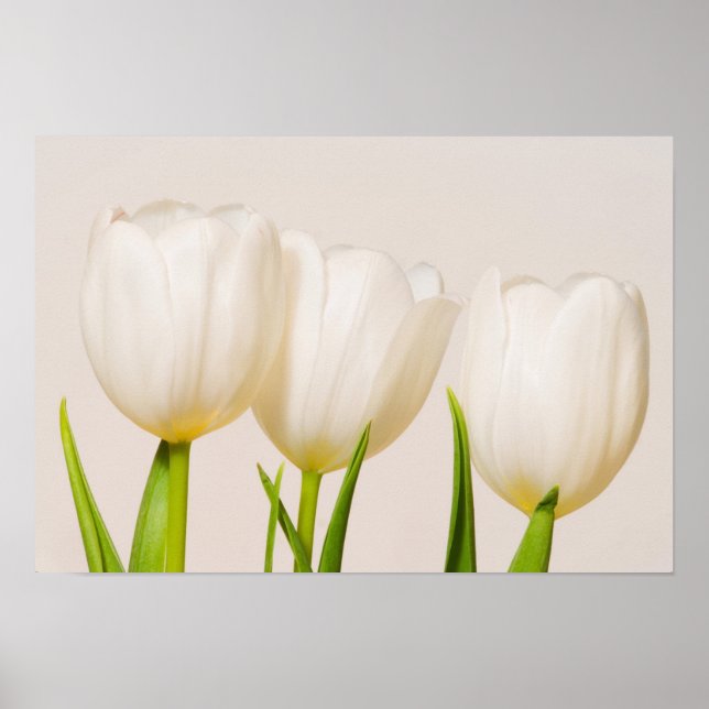 Affiche Tulipes blanches sur fond blanc, (Devant)