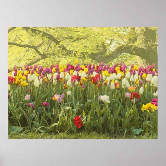 Affiche Tulipes colorées dans un parc (Devant)