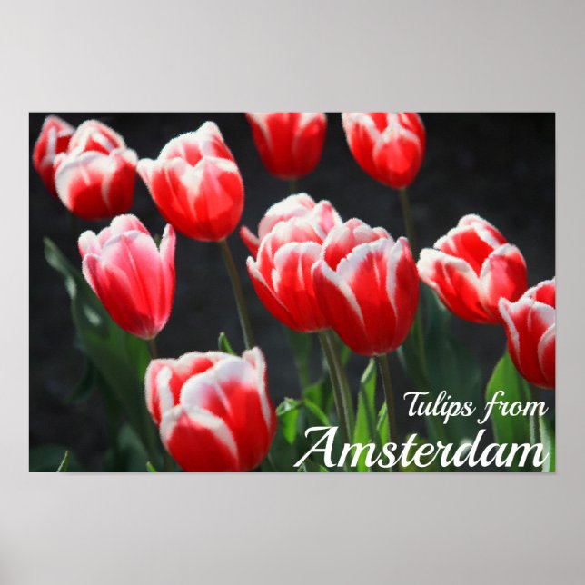 Affiche Tulipes d'Amsterdam (Devant)