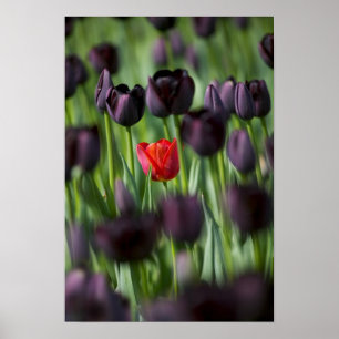 Affiche Tulipes dans les jardins de Keukenhof, Amsterdam,