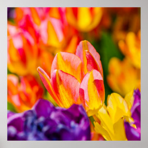 Affiche Tulipes Enchantant